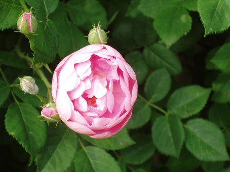 Rose rose à Diebolsheim, en alsace